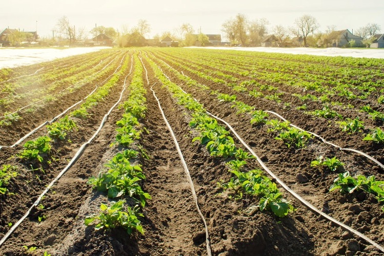 Drip-irrigation lines delivering fertigation across a cultivated field — uniform nutrient dosage held across distance and elevation by flow regulators